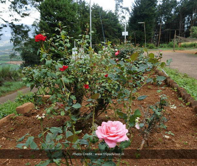 Ooty Tribal Research Center